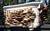 Let's Grow Mushrooms!
