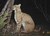 Trail Cameras
