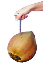 cocotapresize2.jpg cocotapresize2.jpg