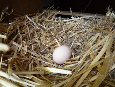 egg.jpeg