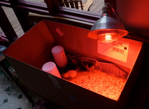 heat lamp.jpeg