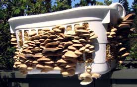 Let's Grow Mushrooms!