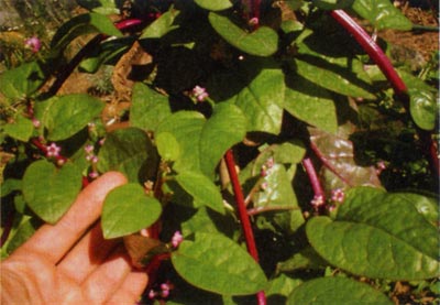 perennial-veg1.jpg