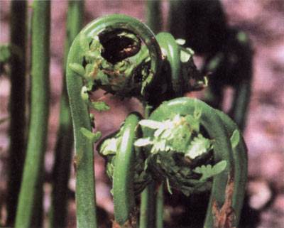 perennial-veg3.jpg