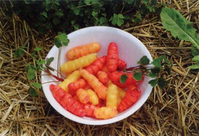 perennial-veg4.jpg