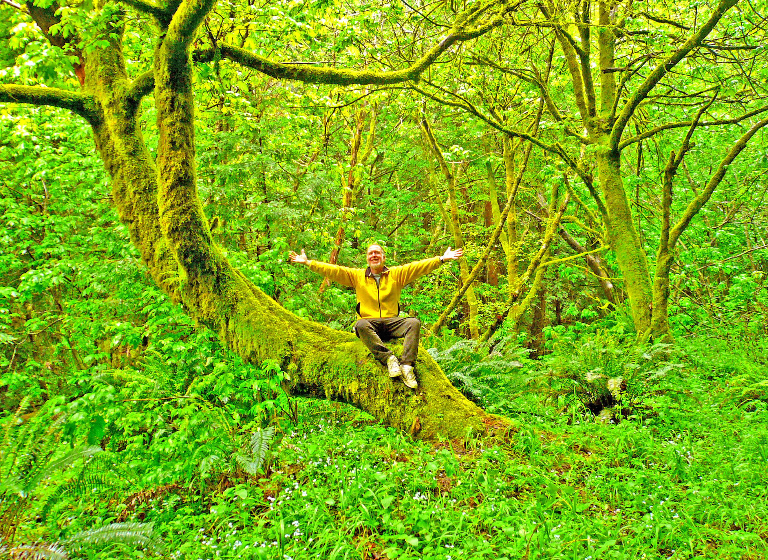 http://www.kk.org/otherstuff/KevinRedwoods.jpg