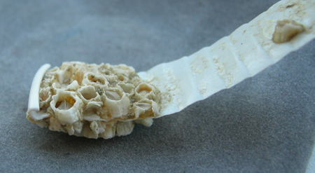 Techniumfossil.Sm