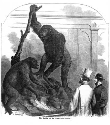 Gorilla