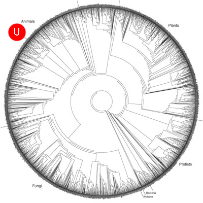 Tree-1