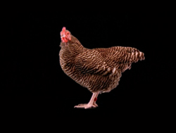chicken3.jpg