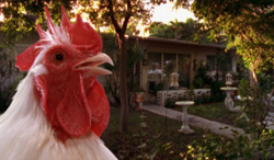 chicken4.jpg