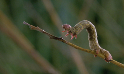 microcosmo5.jpg