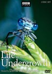 undergrowth_sm.jpg