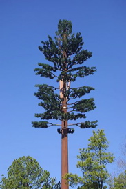 infrastructure_cell tree.jpg
